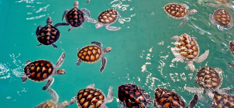 From Khao Lak: Private Day Tour With Rafting, ATV and Turtle - Recommended Attire