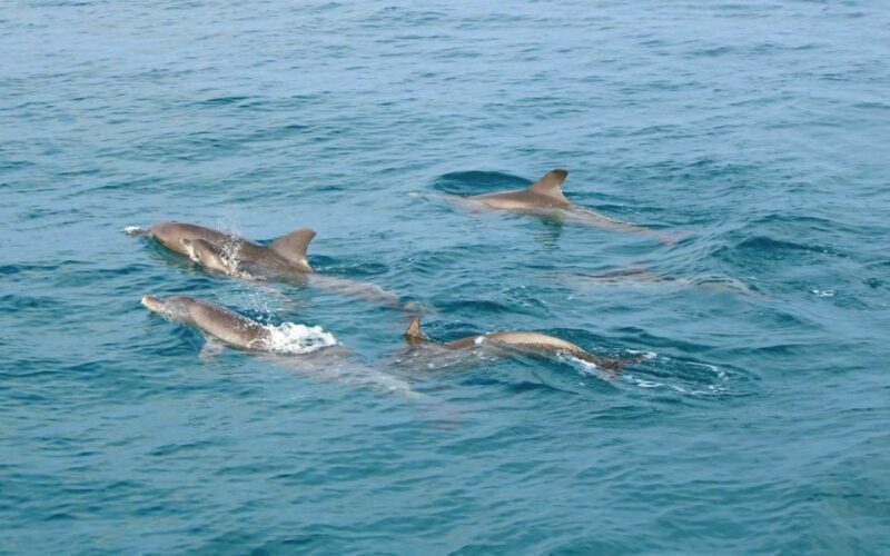 From Khao Lak: Racha Islands Day Tour with Snorkel & Lunch - Practical Considerations