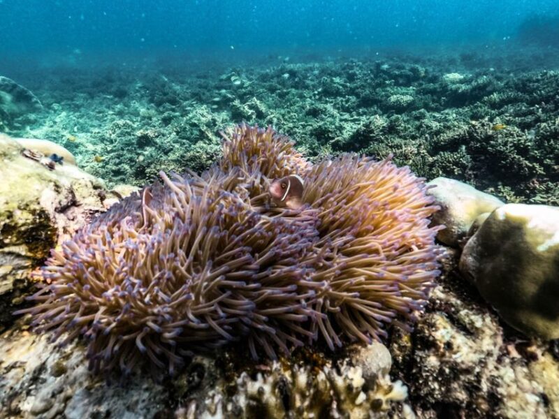 From Khao Lak: Similan Islands Day Trip by Luxury Catamaran - Important Information
