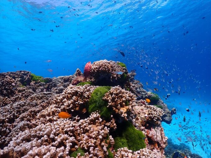 From Khao Lak: Similan Islands Snorkeling Trip With Lunch - Snorkeling Gear and Equipment