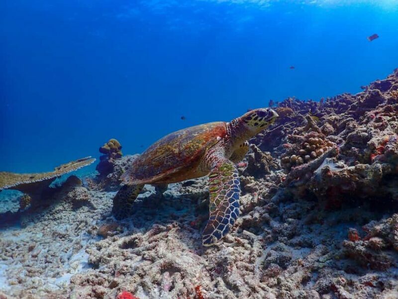 From Khao Lak: Surin Islands Day Tour with Snorkel & Lunch - Weather & Sea Conditions