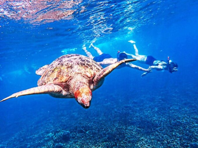 From Khao Lak: Surin Islands Snorkeling Tour W/ Meals - Customer Feedback