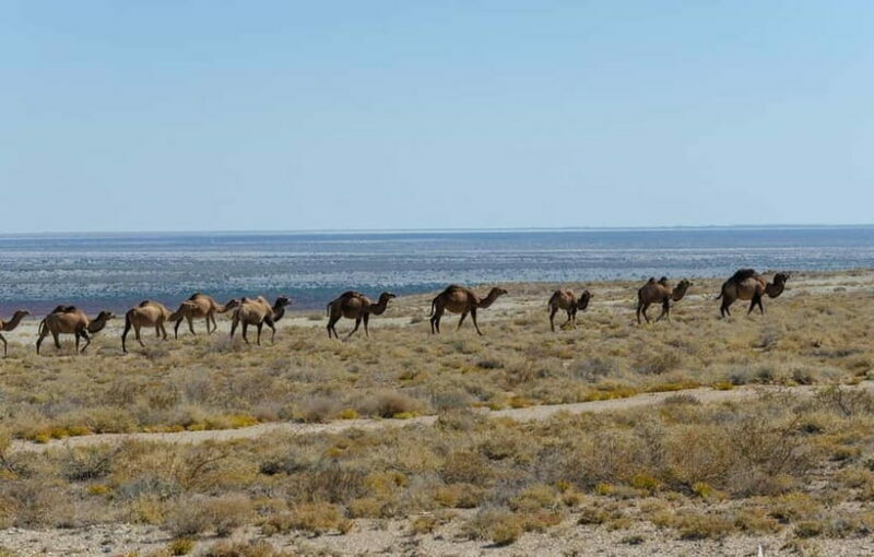 From Khiva To Aral Sea 2-Days One Night In Yurt Stay - Is It Worth The Price?
