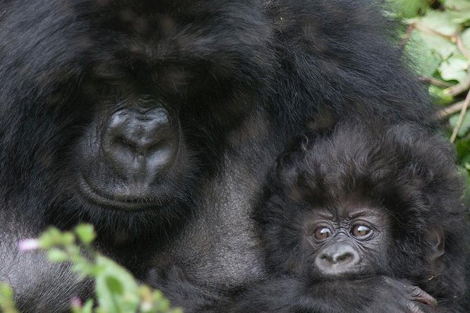 From Kigali: 10 Hour Day-Trip Rwanda Gorilla Trekking With Lunch - Inclusions