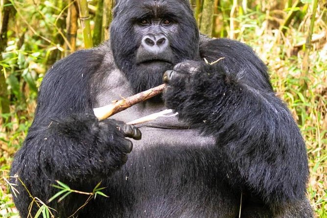 From Kigali: 10 Hour Day-Trip Rwanda Gorilla Trekking With Lunch - Meeting and Pickup
