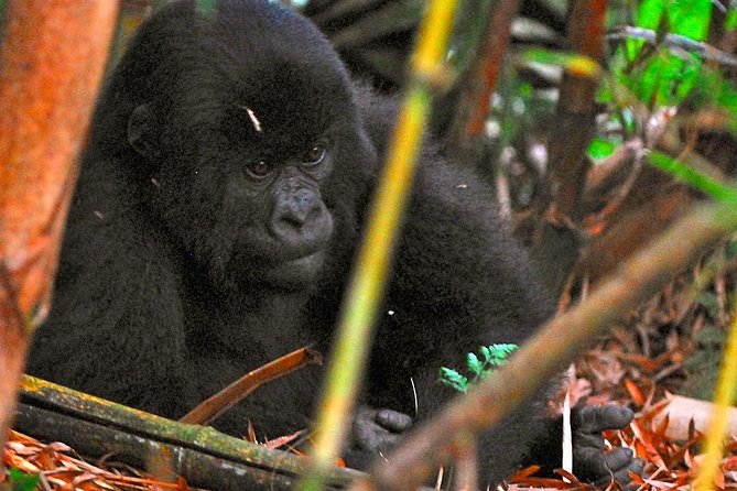 From Kigali: 10 Hour Day-Trip Rwanda Gorilla Trekking With Lunch - Traveler Restrictions