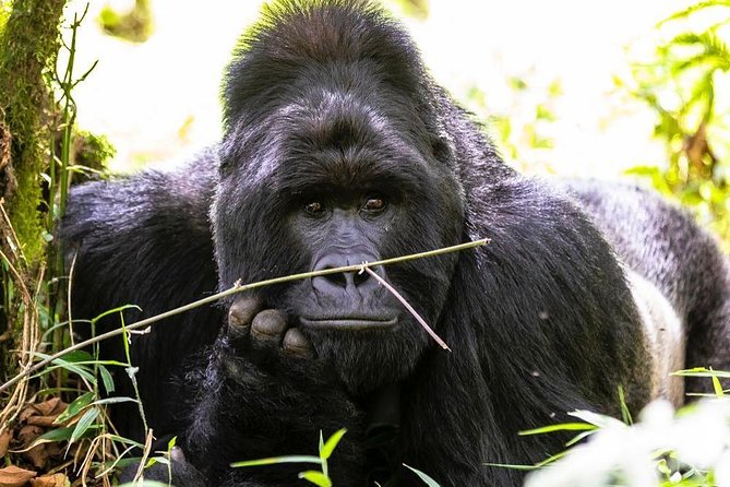 From Kigali: 10 Hour Day-Trip Rwanda Gorilla Trekking With Lunch - Pricing and Cancellation