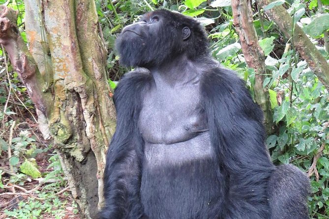 From Kigali: 10 Hour Day-Trip Rwanda Gorilla Trekking With Lunch - Gorilla Trekking Experience