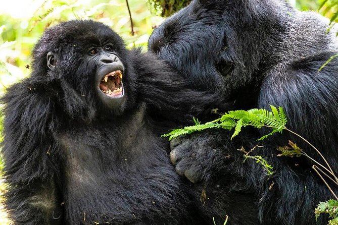From Kigali: 10 Hour Day-Trip Rwanda Gorilla Trekking With Lunch - Kigali Highlights