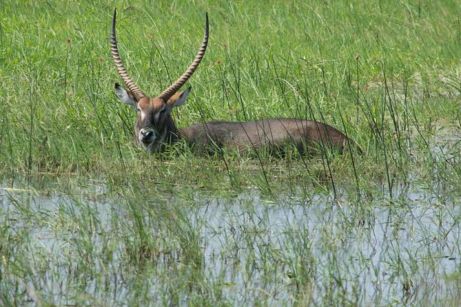 From Kigali: 12 Hour Custom Day Trip for Game Drive in Akagera NP - Pickup and Drop-off