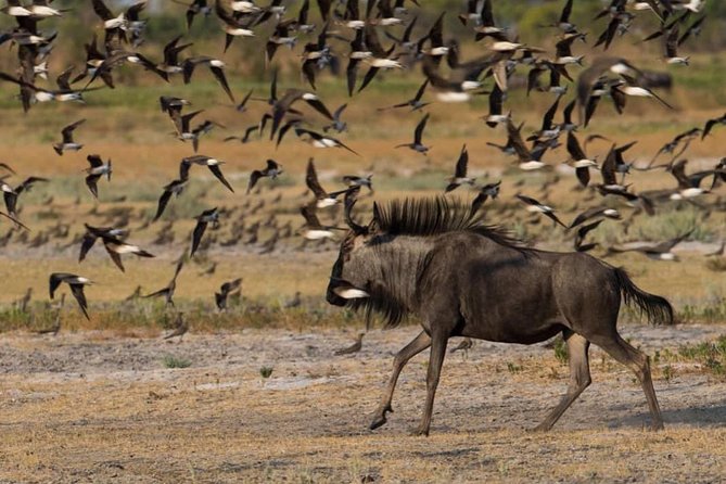 From Kigali: 12 Hour Custom Day Trip for Game Drive in Akagera NP - Cancellation and Payment