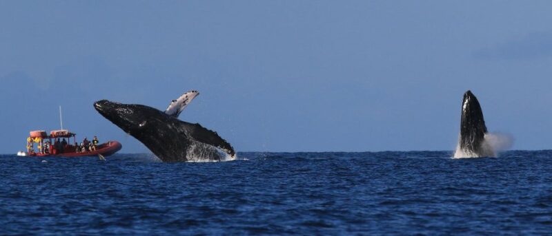 From Kihei: Guided Humpback Whale Migration Cruise - Pricing and Cancellation