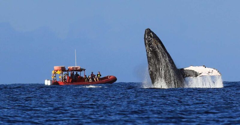From Kihei: Guided Humpback Whale Migration Cruise - Whale Migration Experience