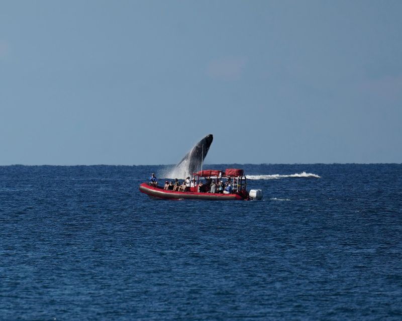 From Kihei: Guided Humpback Whale Migration Cruise - Important Considerations