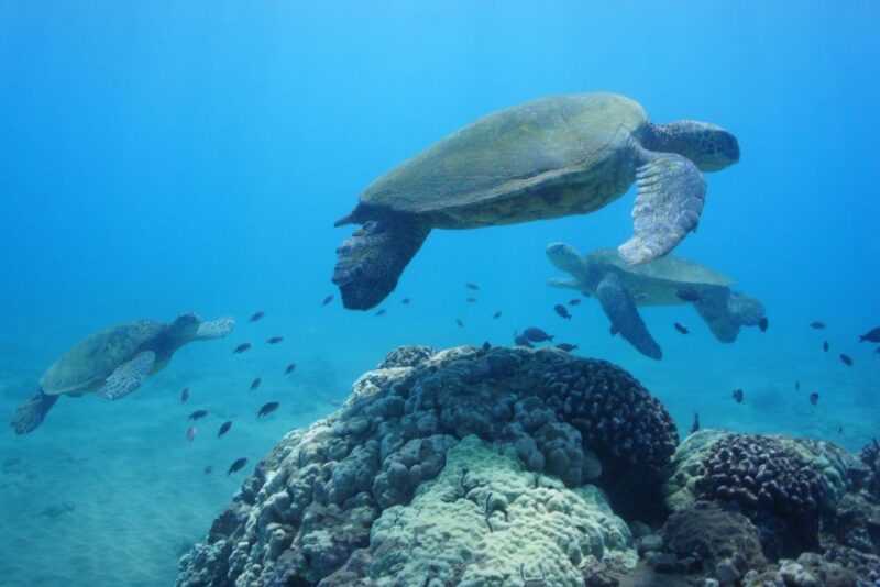From Kihei: Molokini Snorkeling Adventure Tour - Itinerary and Experience