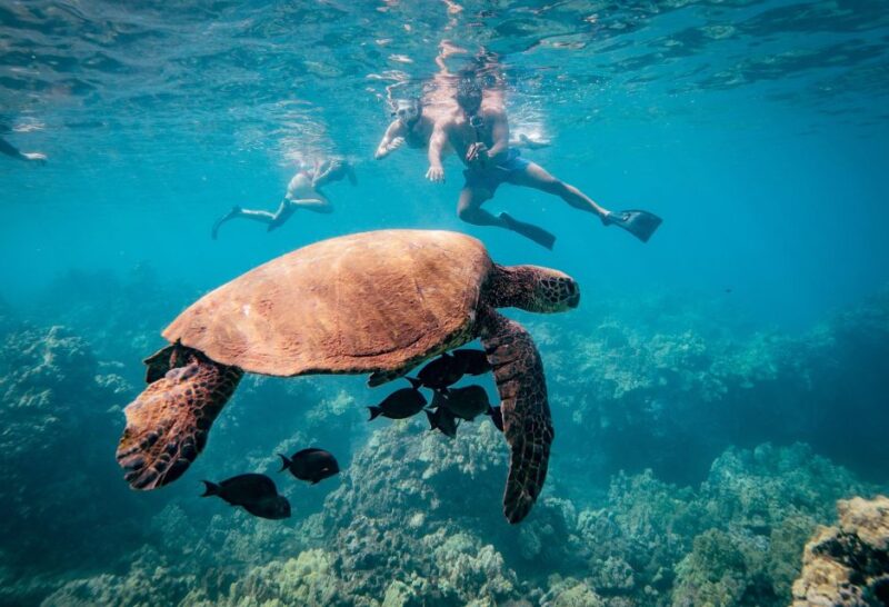 From Kihei: Molokini Snorkeling Adventure Tour - Whale Watching Opportunity
