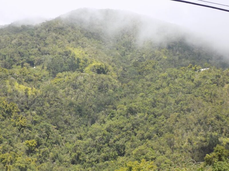 From Kingston: Blue Mountain Hike and Coffee Tour - Itinerary Highlights