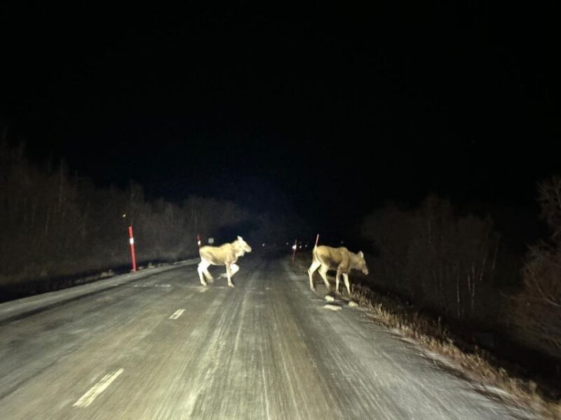 From Kiruna: Abisko National Park Northern Lights Tour - Itinerary and Experience