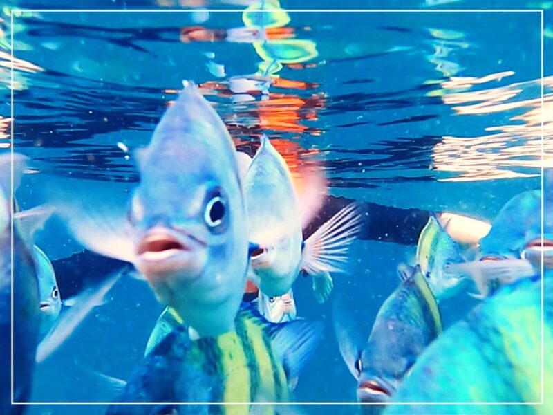 From Ko Lanta: 4 Islands Snorkeling Tour by Long Tail Boat - Inclusions