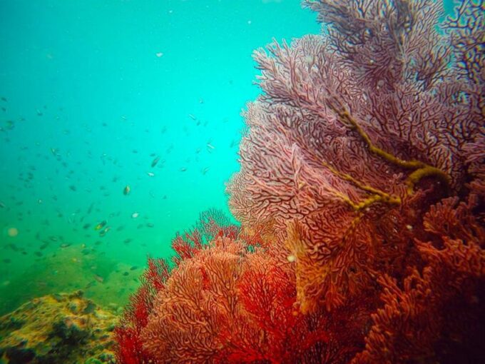 From Ko Lanta: 4 Islands Snorkeling Tour by Long Tail Boat - Pricing and Booking