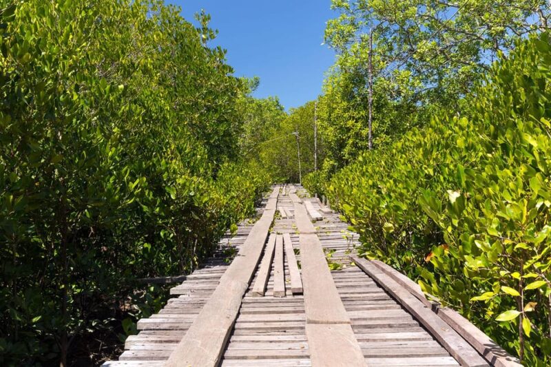 From Ko Lanta: Mangrove Eco-Excursion by Longtail Boat - Scenic Lunch Experience