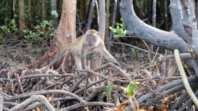 From Ko Lanta: Mangrove Eco-Excursion by Longtail Boat - Fish Farm Discovery