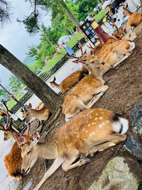 From Kobe: Nara Classic Private Tour With Car Pickup - Transportation and Guide