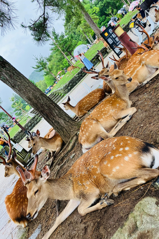 From Kobe: Nara Classic Private Tour With Car Pickup - FAQ