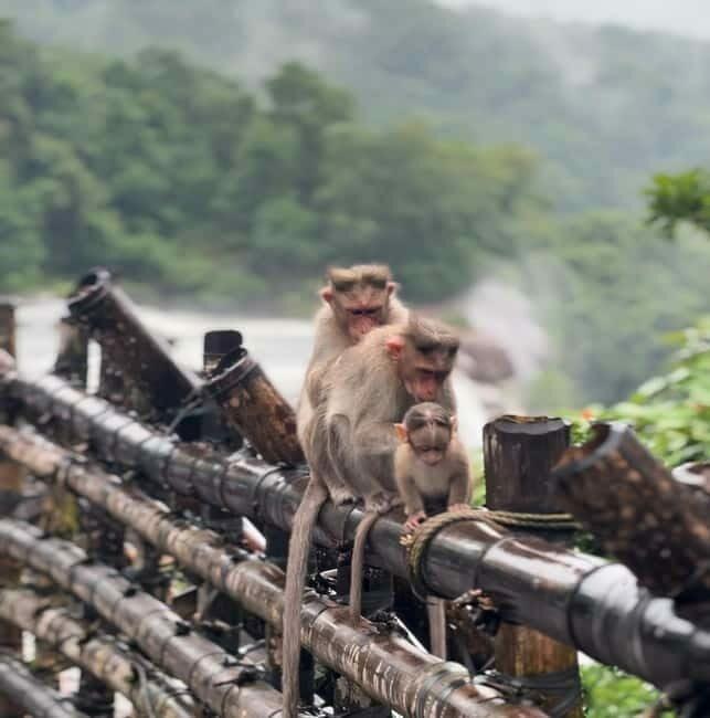From Kochi: Athirappilly Waterfalls Day Trip with Transfers - Frequently Asked Questions
