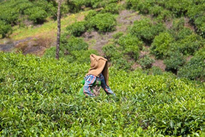 From Kochi: Munnar & Tea Museum Private Guided Tour - Duration and Price