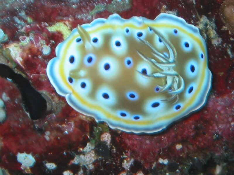 From Koh Kood: Certified Dive Trip - Key Points