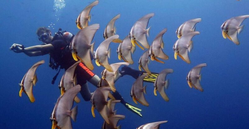 From Koh Kood: Certified Dive Trip - Experience and Highlights