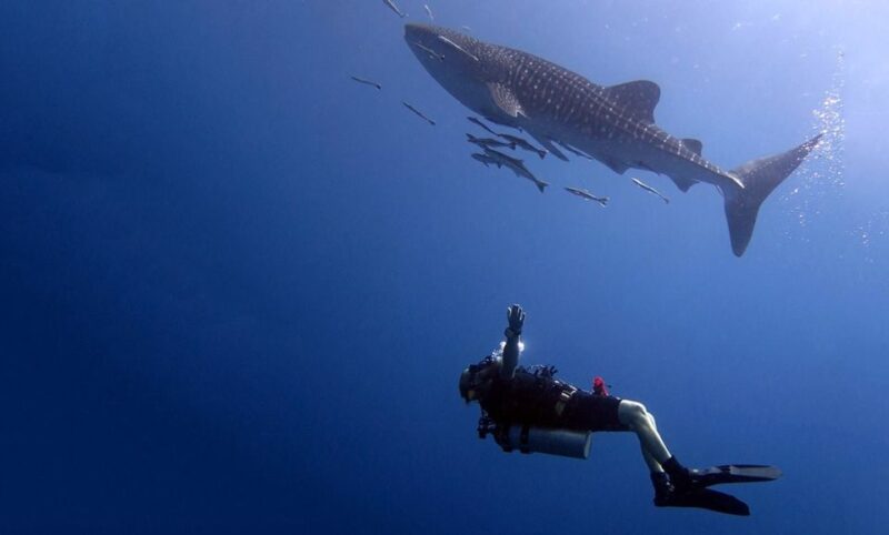 From Koh Kood: Certified Dive Trip - Group Size and Language