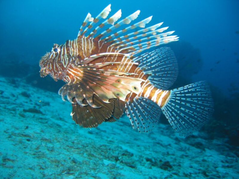 From Koh Kood: Certified Dive Trip - Certification and Medical Requirements