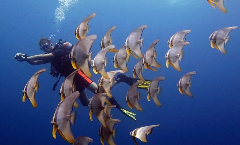 From Koh Kood: Certified Dive Trip - Dive Locations and Additional Fees