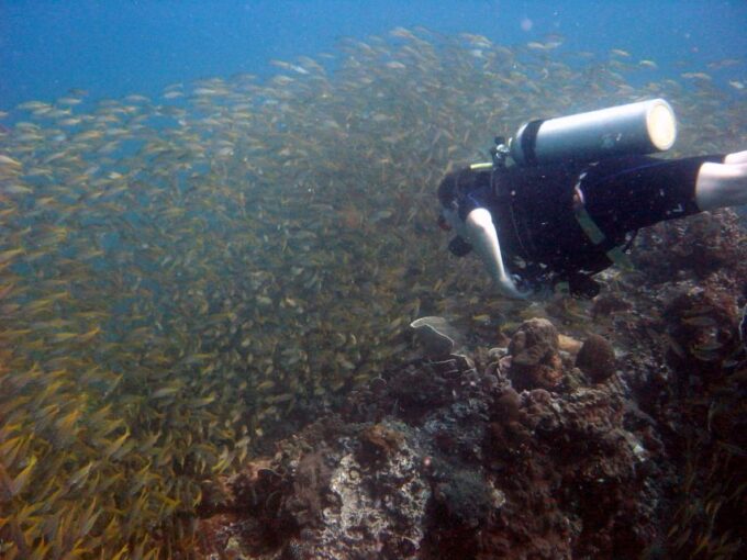 From Koh Kood: Certified Dive Trip - Cancellation and Booking Policies