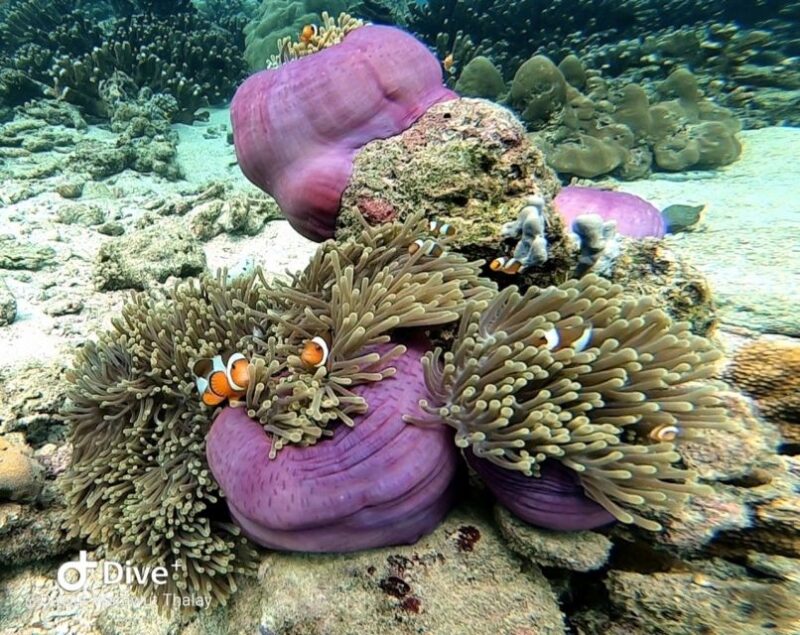 From Koh Lanta: Koh Ha and Koh Rok Day Tour - Itinerary