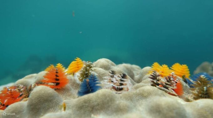 From Koh Phangan:Snorkeling and Kayaking at Angthong Islands - Kayaking Opportunities