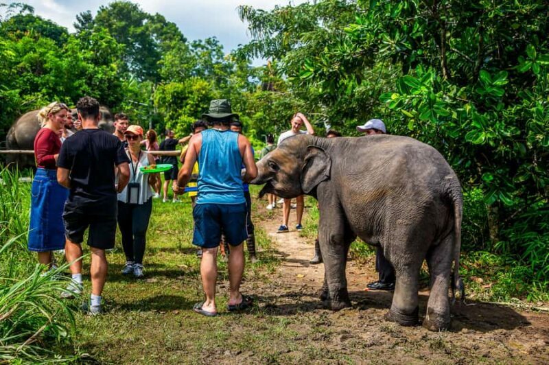 From Koh Samui: Elephant Sanctuary & Jungle Adventure Tour - Authentic Experiences and Travelers’ Impressions