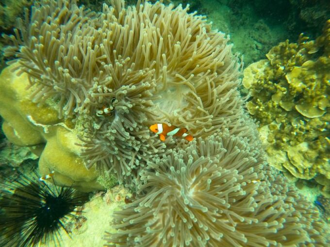From Koh Samui: Koh Tao & Nang Yuan Boat Tour With Lunch - Frequently Asked Questions