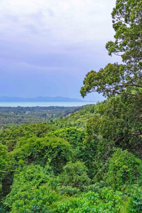From Koh Samui: Tree Bridge Zipline and Café Experience - Frequently Asked Questions