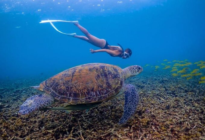From Koh Samui:Snorkeling Trip at Koh Nangyuan&Koh Tao - Inclusions and Restrictions