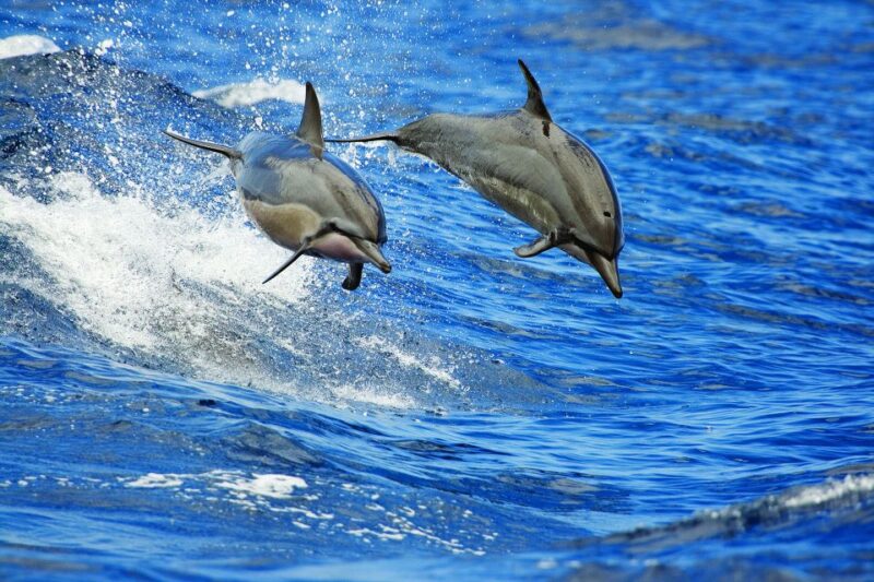 From Kona: Honokohau Sunset Boat Trip With Drinks and Snacks - Pricing and Booking