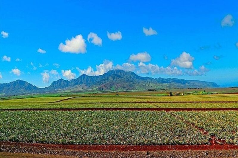 From Kona: Oahu Grand Circle Island Experience - Group Size and Guide