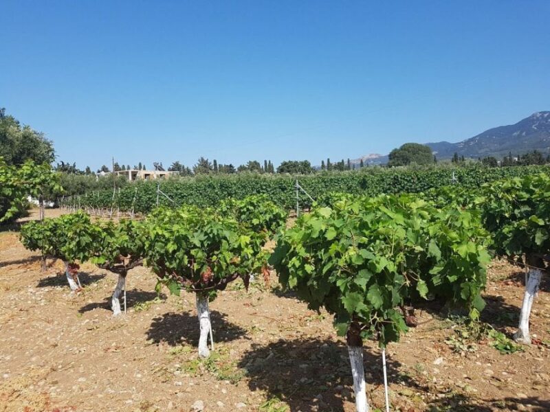 From Kos: Tour of 2 Wineries With Wine Tasting & Small Bites - Activity Details