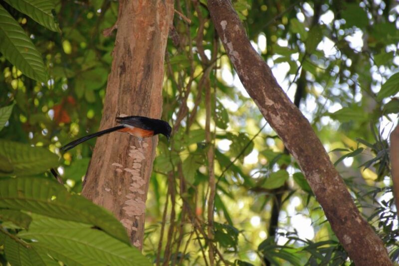From Krabi: Cheow Lan Lake Cruise and Khao Sok Jungle Hike - Key Points