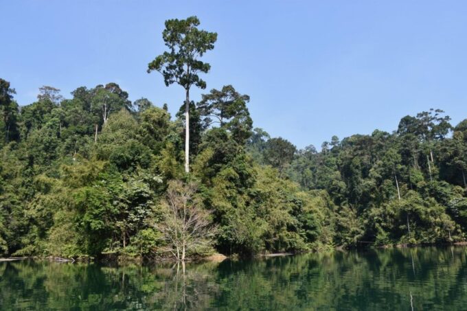 From Krabi: Cheow Lan Lake Cruise and Khao Sok Jungle Hike - Frequently Asked Questions