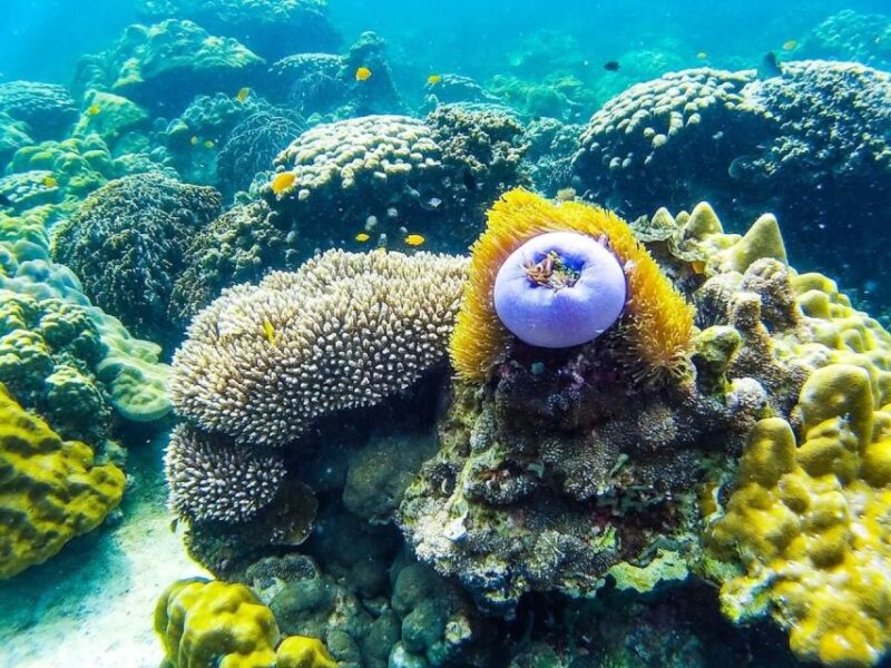 From Krabi: Phi Phi Islands Small Group Tour - Important Information