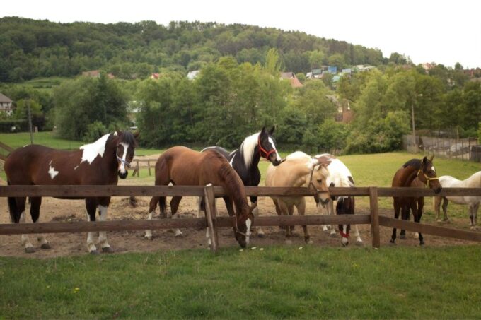 From Krakow: Half-Day Horse Riding by the Lake - Important Information
