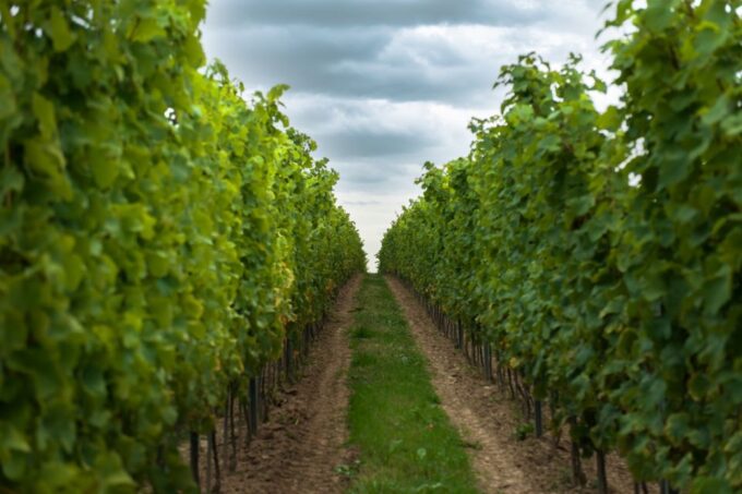 From Krakow: Wine Tasting at Vineyard - Tour Itinerary